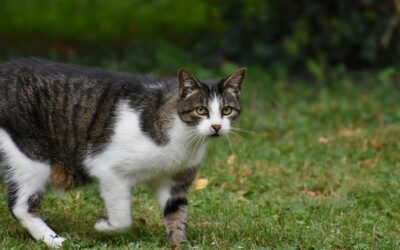 Opération de trappage de chats errants à Kergrenn du 25 mai 2026 à 6h au 26 juin 2026 à 18h