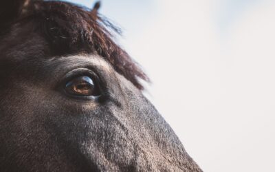 Propriétaires de chevaux : faites-vous connaître auprès de la police municipale
