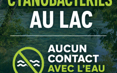 Présence de cyanobactéries au lac : des mesures de précaution mises en place
